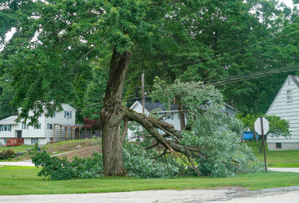 Best Tree Trimming Near Me  in Chisago City, MN